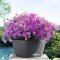 Bacino Cottage 30
