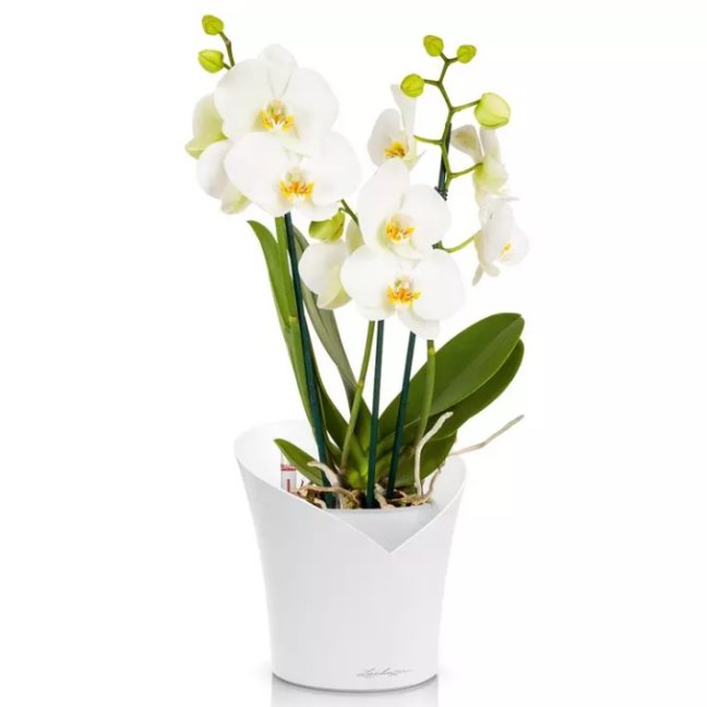 Orchidea Trend - Barva: White Trend / bílá matná