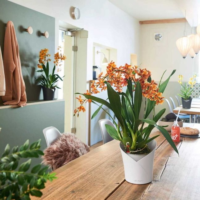 Orchidea Trend