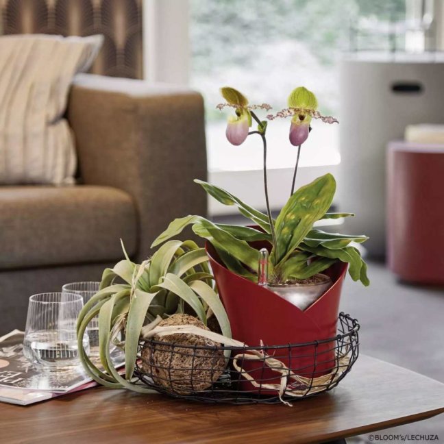 Orchidea Trend - Barva: White Trend / bílá matná