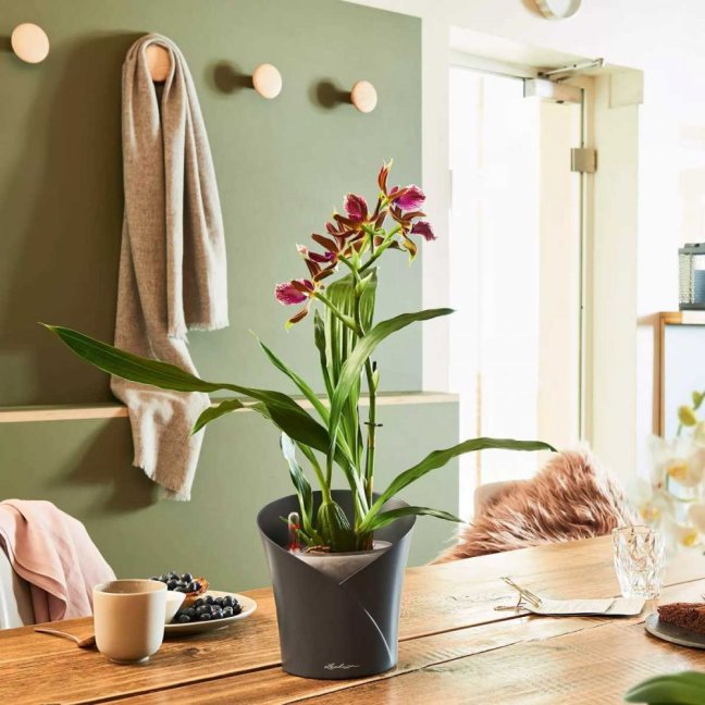 Orchidea Trend