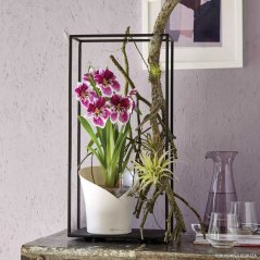 Orchidea Trend