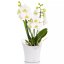 Orchidea Trend