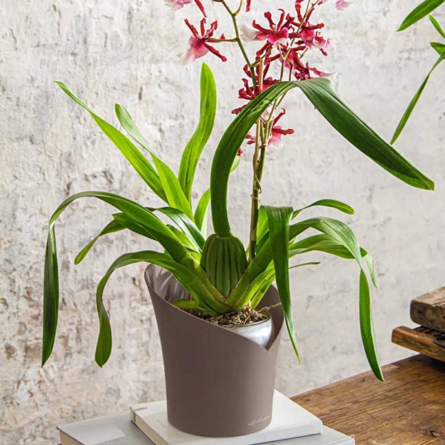 Orchidea Trend - Barva: Taupe Trend / kapučíno matná