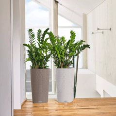 Cilindro Cottage 23