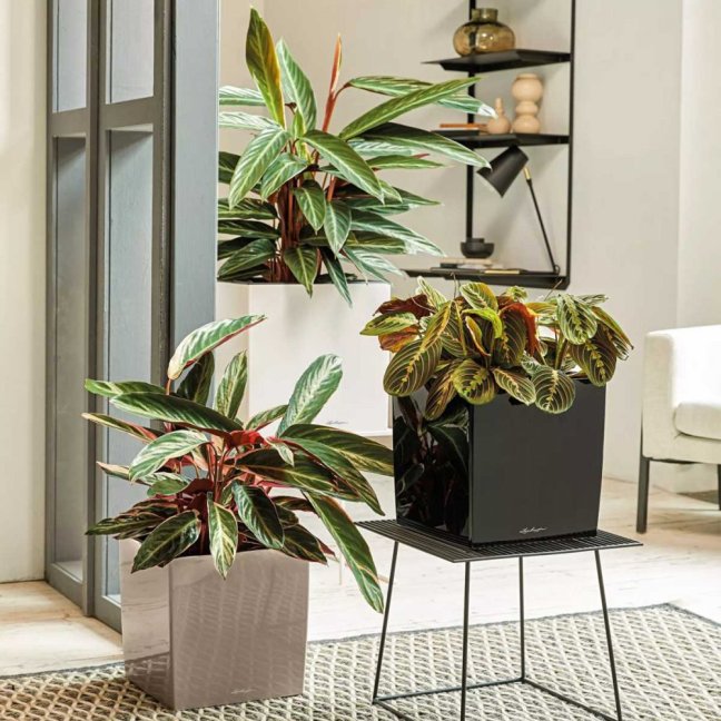 Cube Premium 40 - Barva: Taupe Premium / kapučíno lesklá