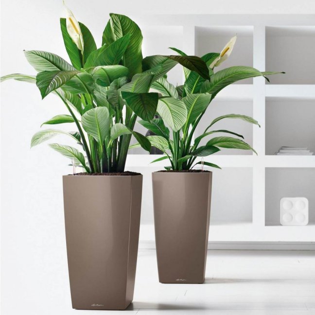Cubico Premium 30 - Barva: Taupe Premium / kapučíno lesklá
