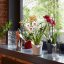 Orchidea Trend