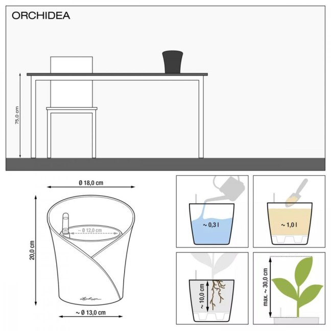 Orchidea Trend