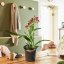 Orchidea Trend