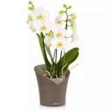 Orchidea Trend