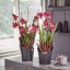 Orchidea Trend - Barva: White Trend / bílá matná