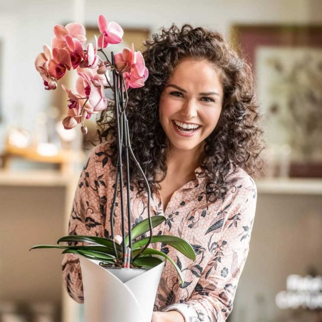 Orchidea Trend