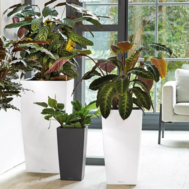 Cubico Premium 50 - Barva: Silver Premium / stříbrná metalická