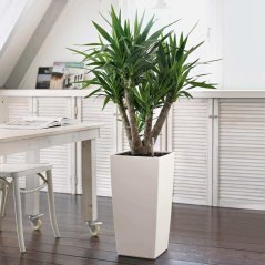 Cubico Trend 22